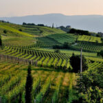Wine-Origins-Quiz