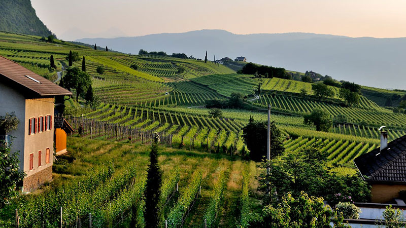 Wine-Origins-Quiz