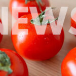 Tomato