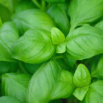 How-to-Grow-Basil-Indoors