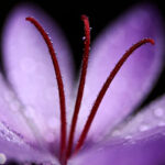 Saffron-Is-the-Most-Expensive-Spice