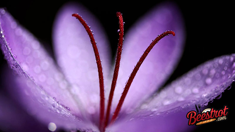 Saffron Is the Most Expensive Spice